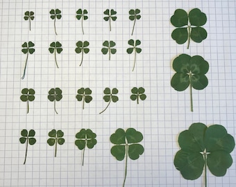 Authentic, real 4-leaf clover, 2024 collection for your resin creations, clover from 8mm to 15mm (sold individually)