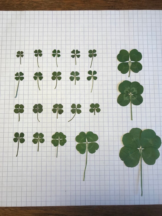 four leaf clover様 リクエスト 3点 まとめ商品 51fGv-tcbwL._SY350_QL65_.jpg