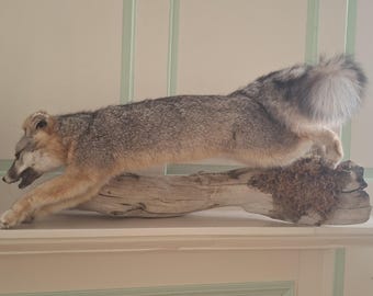 Beautiful Grey Fox Taxidermy. Wall Mount