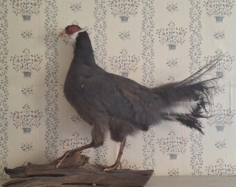 Blue Eared Pheasant Taxidermy