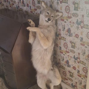 May include: A taxidermied coyote stands upright, leaning against a wall with patterned wallpaper. The coyote has light brown fur and is posed with its paws raised. The background includes a dark brown wooden cabinet.