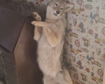 Beautiful Coyote Taxidermy.