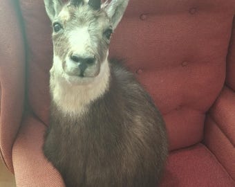 Balkan Chamois Taxidermy