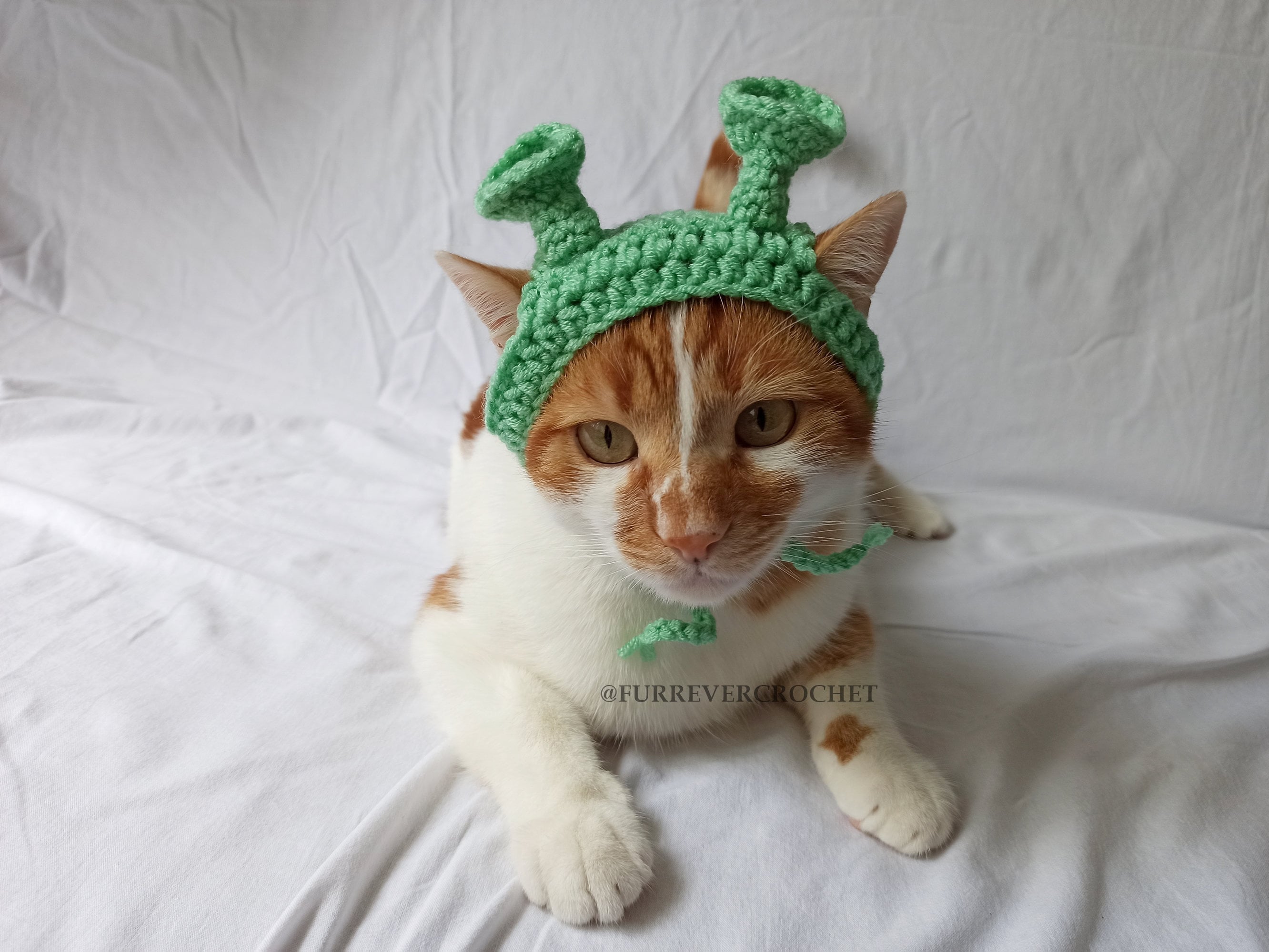 Cat Gatto Di Shrek Shrek Cat Costume Italia