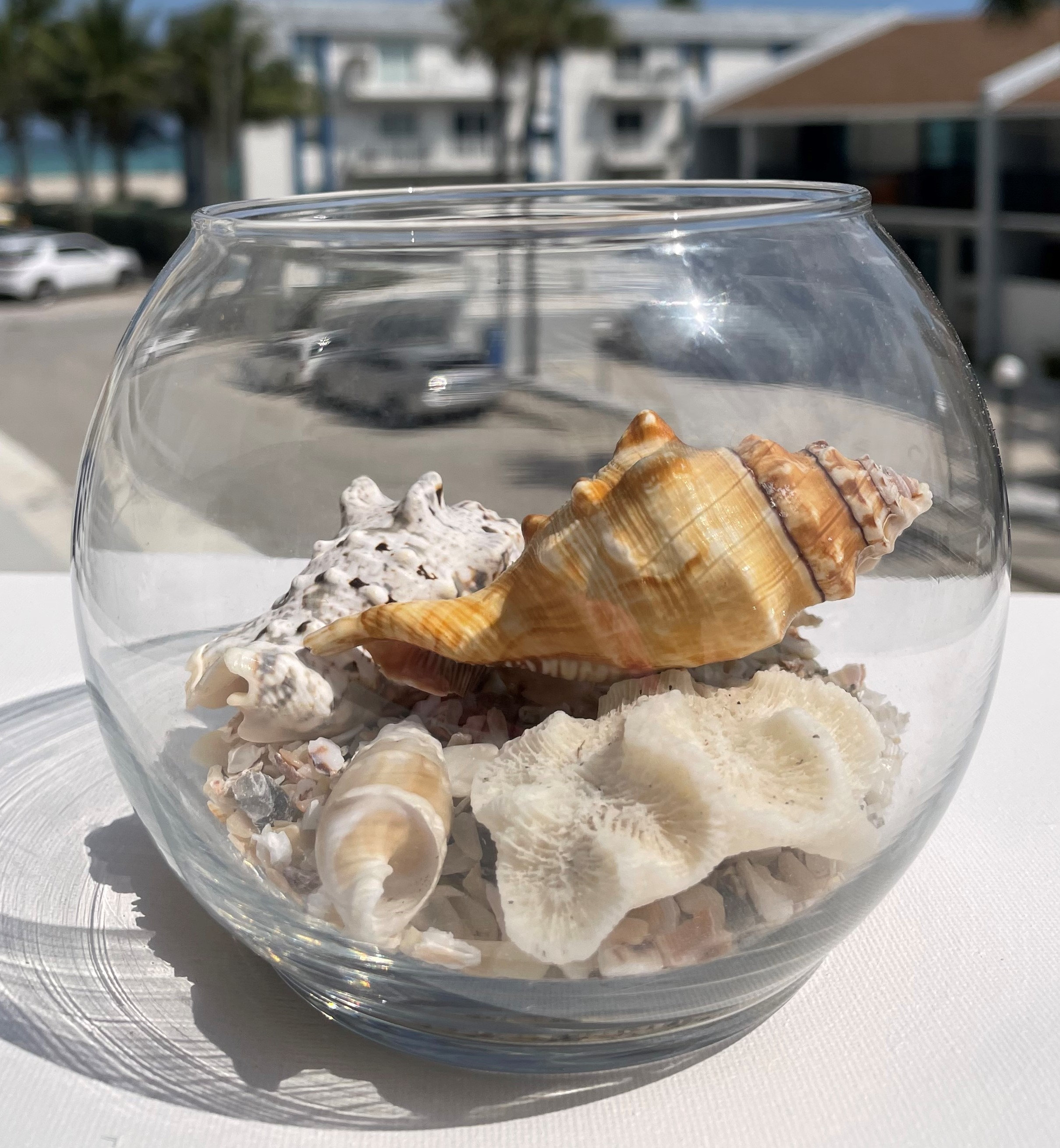 Beach Sea Shell Mix. Gift Shells. Decor for Home, Aquarium