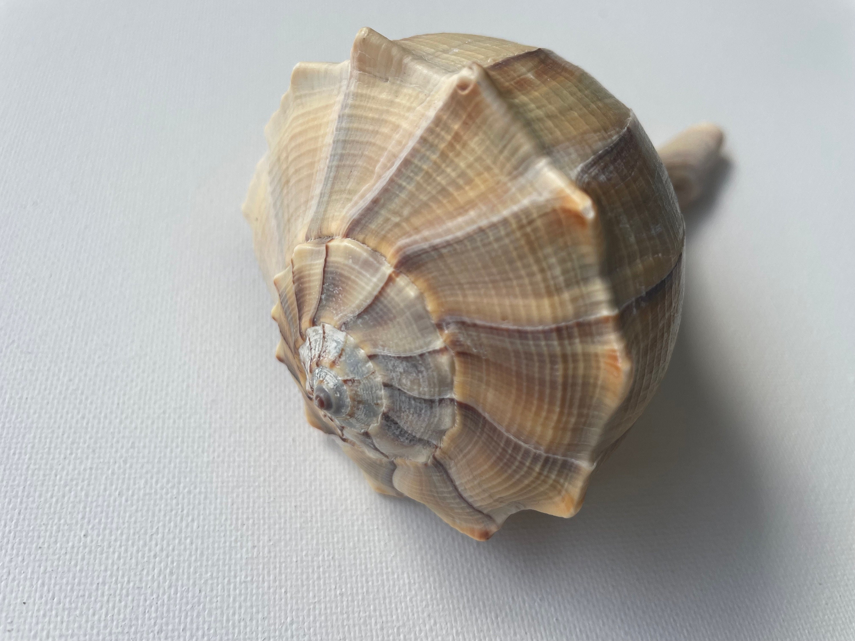 Atlantic Whelks Sea Shell Ocean Shells. Beach Shells. Decor for Marine