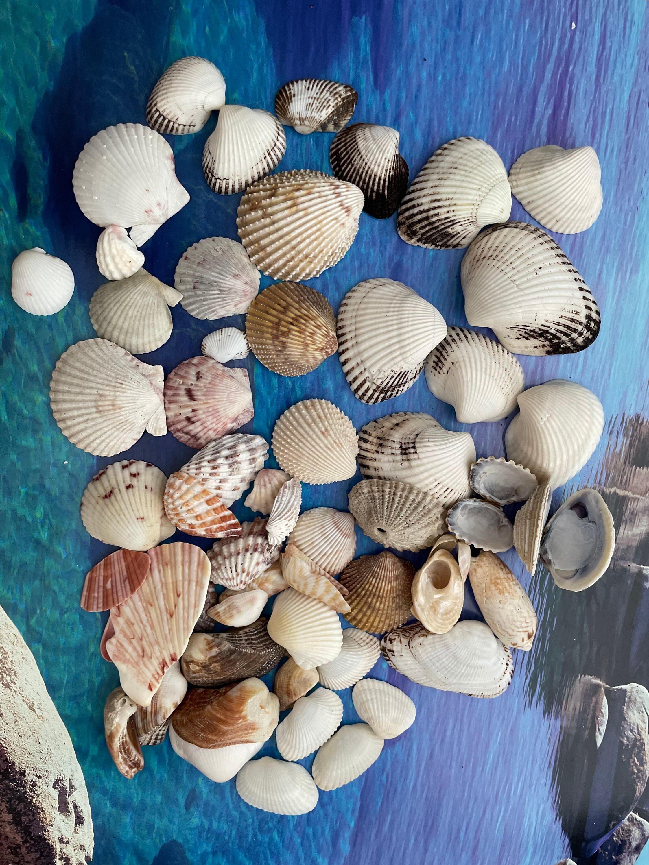 Beach Seashells - Natural Shells, Ocean Seashells,Craft Aquarium Sea Decor,  Gifts, Handicrafts,Jewelry Shells