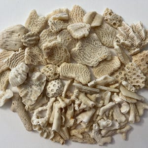 Spiagge di corallo Corallo Florida Fossil Coral Rocks Spiaggia della Florida. Corallo di spiaggia. Oceano di corallo naturale, Spiagge di corallo Florida Fossil Coral Rocks