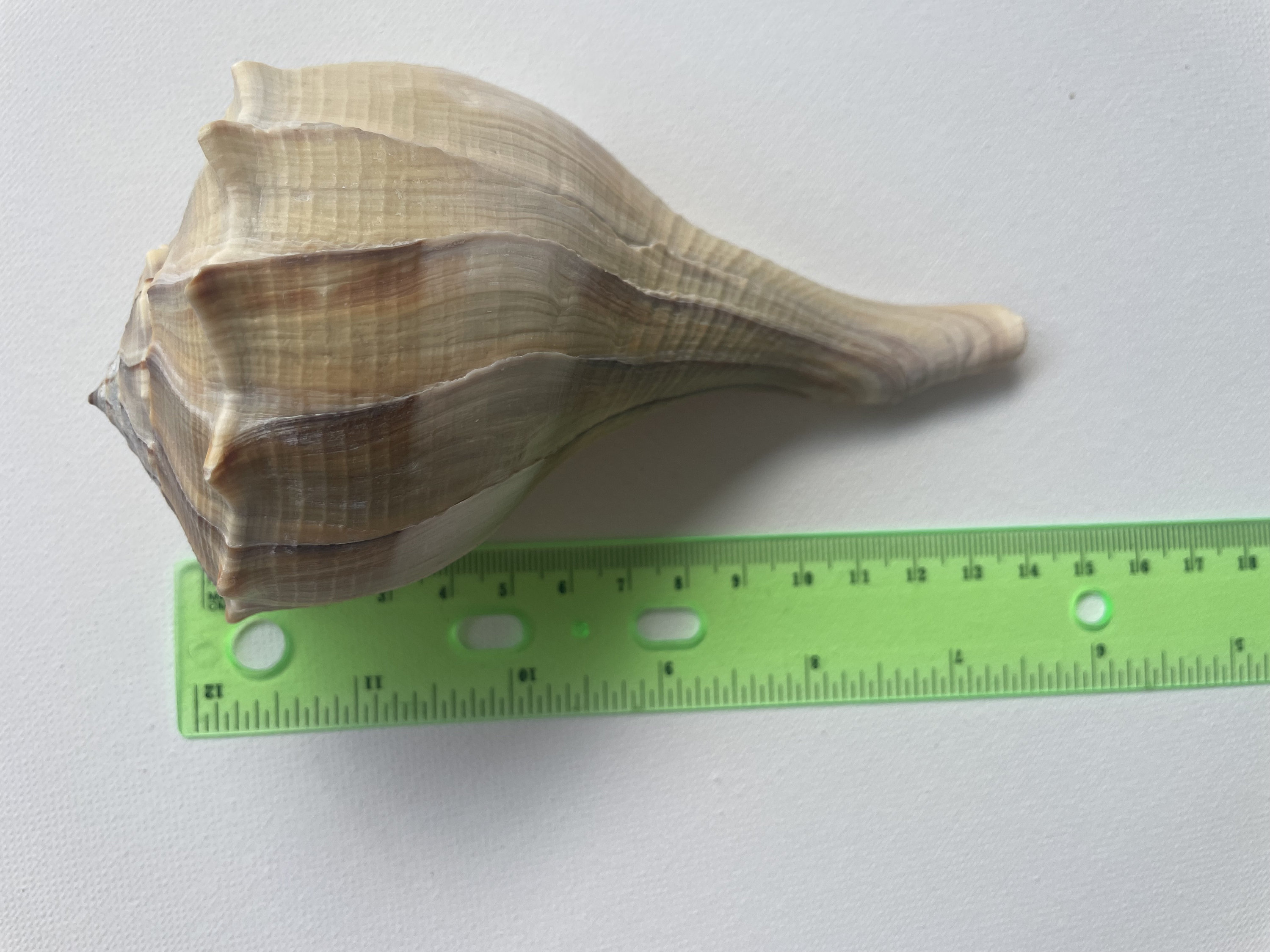 Atlantic Whelks Sea Shell Ocean Shells. Beach Shells. Decor for Marine