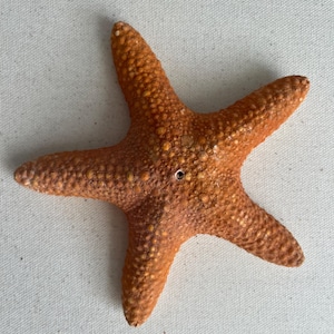 Large  Starfish 14cm  Starfish  Natural Natural Beach Decor Starfish. Large Sugar Starfish