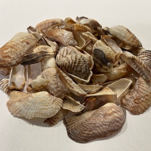 30 pezzi di conchiglie da spiaggia - conchiglie naturali, conchiglie oceaniche, decorazioni per acquari, regali, artigianato, conchiglie per gioielli
