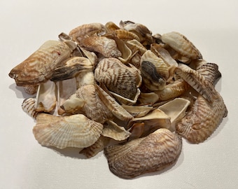 May include: A pile of brown and white seashells with a variety of shapes and sizes.