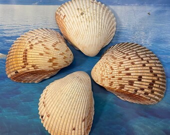 Atlantic Glant Cockle. Ocean Shells. Beach Shells. Decor for Marine  Aquariums, Interiors, Shell Showcases, Shells for Home, Large Shells. 