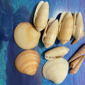 Shell mix, candlesticks. Gifts, crafts, jewelry shells. Shells for needlework. Florida seashells