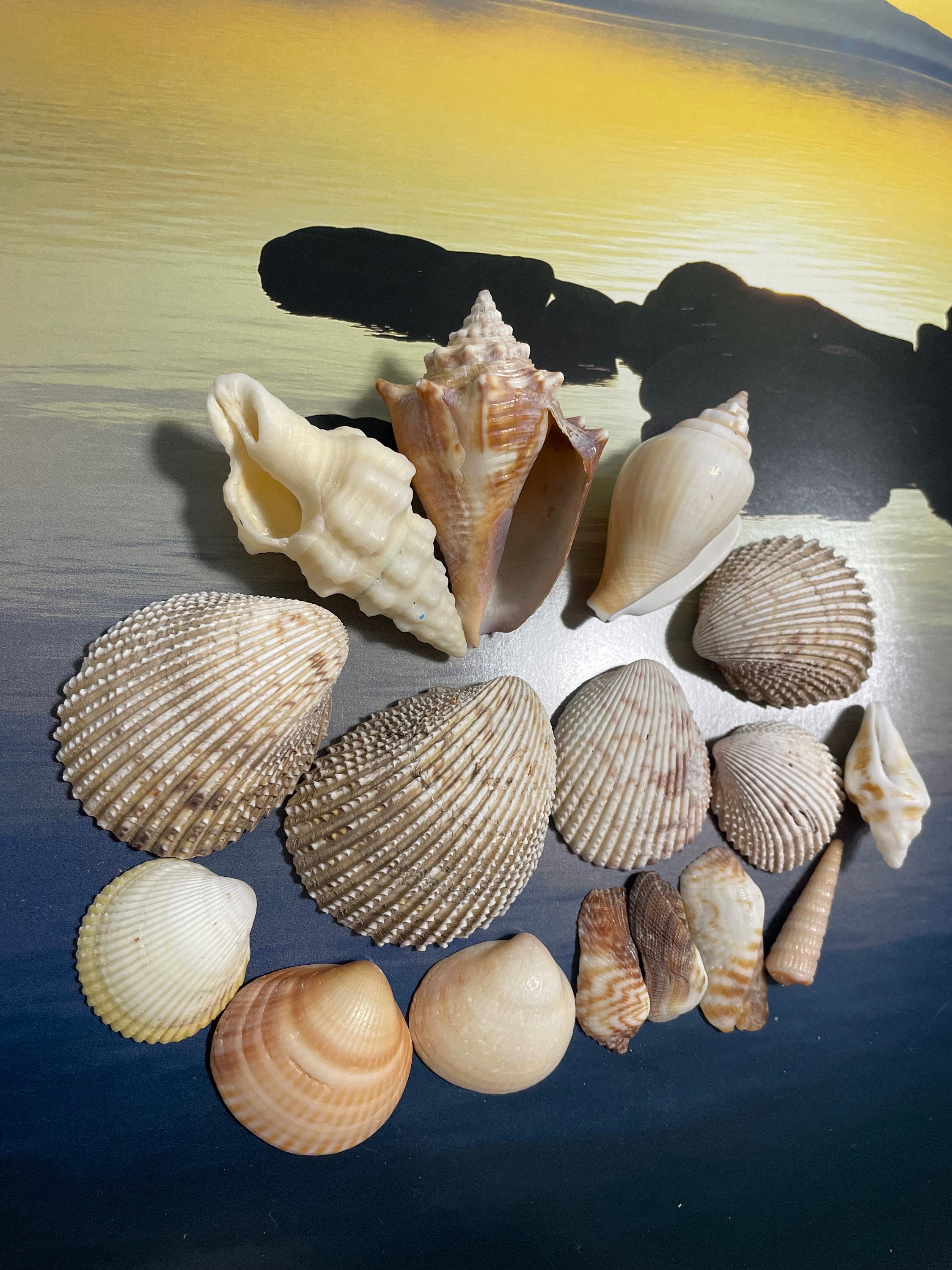 Mix Ocean Shells. Magnificent Beach Shells. Decor for Home, Boat