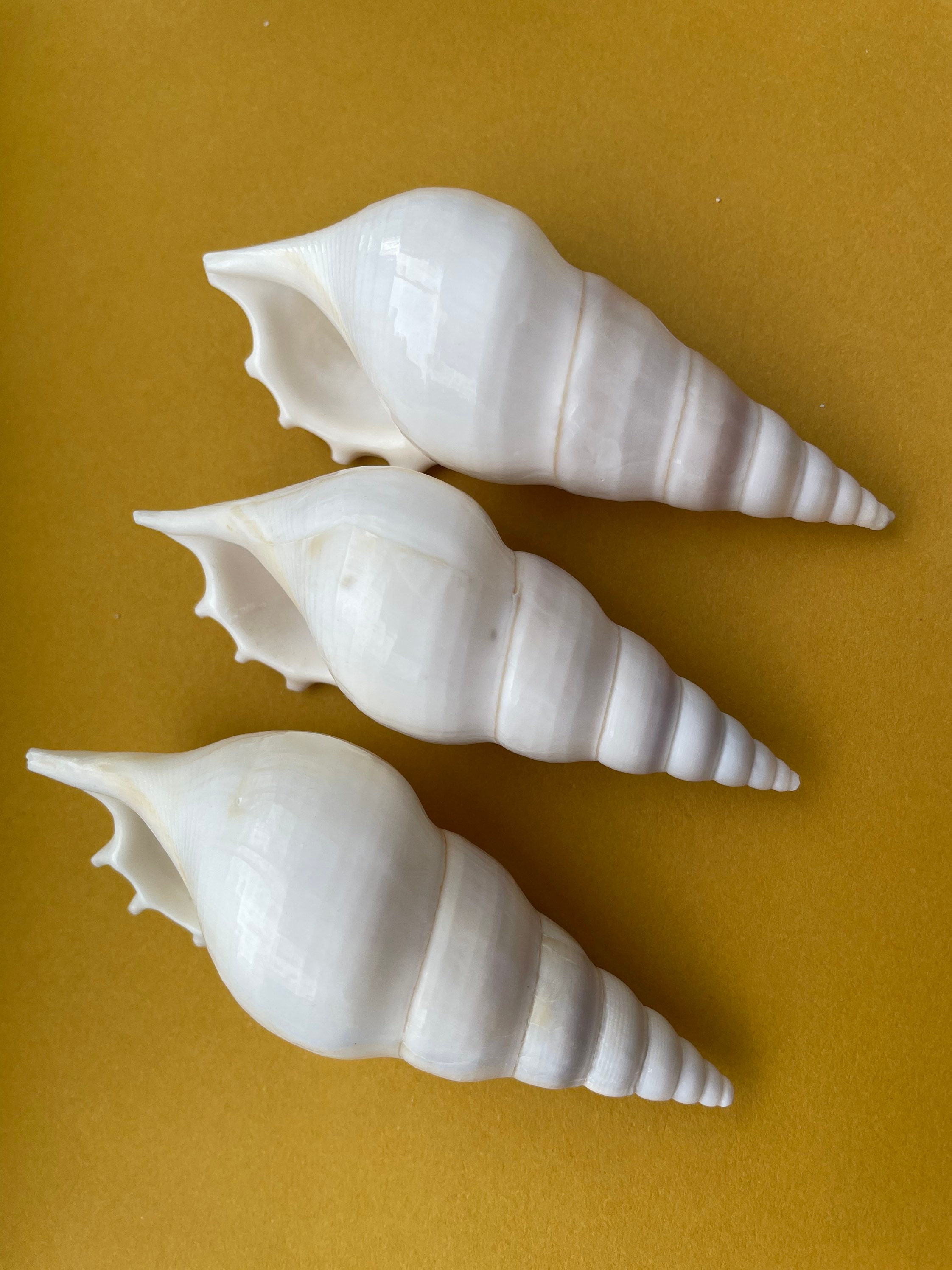 Rare Sea Shells. Gorgeous Beach Shells. Decor for Home, Boat