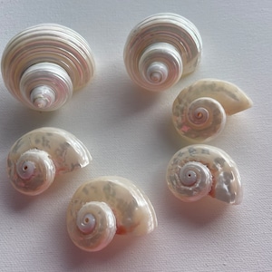 6 pezzi Pearl bellissime conchiglie della Florida. Decorazioni per la casa, conchiglie. Conchiglie da spiaggia. Conchiglie da regalo. Conchiglie della Florida.