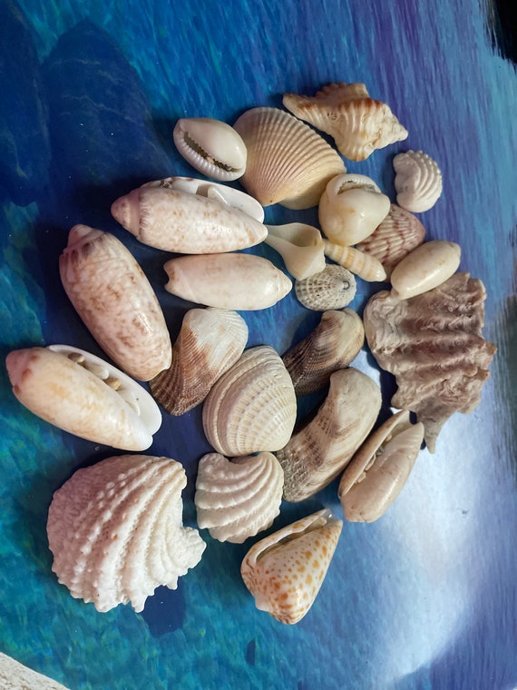 Beach Marine Decor. Shell Mix, Candlesticks. Gifts, Crafts, Jewelry Shells.  Seashells for Needlework, Seashells Gift. Ocean Seashells 