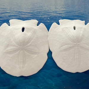 Natural Sand Dollars: Beach Decor Shells, Coastal Craft Supplies (2.7in)