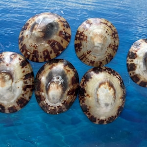 Set of 6 pcs Owl limpet beautiful Florida shells. Home decor, shells. Beach shells. Gift shells . Florida seashells.