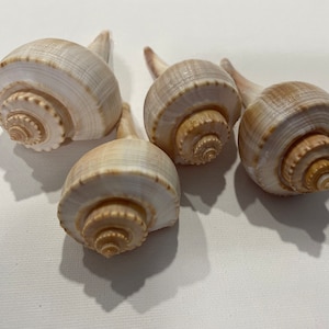 4 pcs.  Atlantic Whelk Sea Shell . Ocean shells. Decor for marine aquariums, interiors, shell showcases. shells for home, large shells.