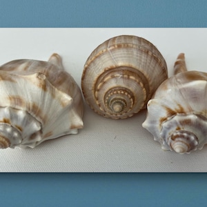 Rare ocean shells. Atlantic Whelk Sea Shell  Assorted Rare Florida Seashells  Perfect for Home Décor, Art Projects