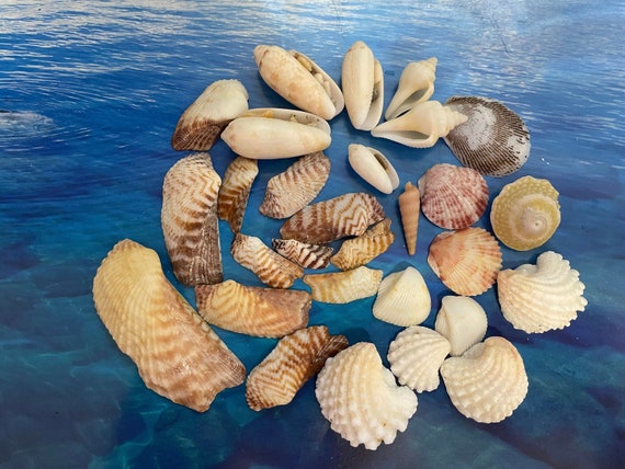 Beach Marine Decor. Shell Mix, Candlesticks. Gifts, Crafts, Jewelry Shells.  Seashells for Needlework, Seashells Gift. Ocean Seashells 