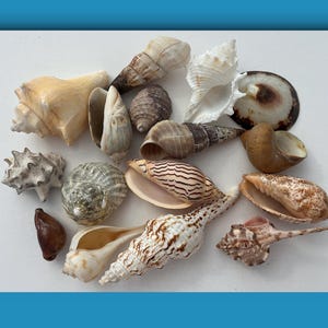 Rare ocean shells. Assorted Florida Seashells – 16 Beautiful Pieces for Home Décor, DIY Crafts, or Art Projects
