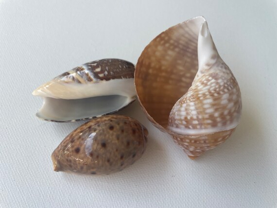 Ocean Shells. Magnificent Beach Shells. Décor for Home. Florida