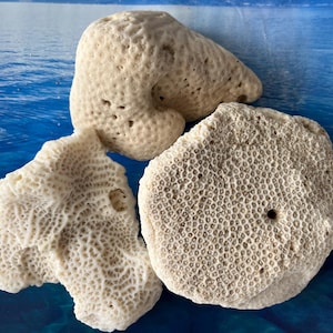 Set di 3 pezzi Corallo marino naturale Spiaggia della Florida. Corallo da spiaggia. Corallo naturale oceano, Scheletro di corallo Corallo reale Corallo fossile della Florida Rocce