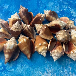 15 Florida Strombus Shells: Beach Decor, Art Shells (1.18-1.57 inches)