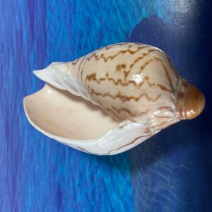 Cymbiola nobilis. Conchiglie marine rare. Meravigliose conchiglie da spiaggia. Arredamento per la casa, souvenir magnetico. Conchiglie della Florida, bellissime conchiglie