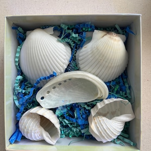 May include: A white gift box filled with blue and green shredded paper and five white seashells.