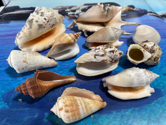 Mix Ocean Shells. Magnificent Beach Shells. Decor for Home, Boat