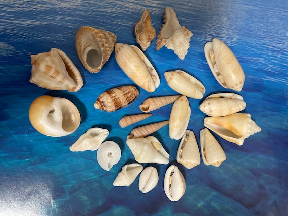 Ocean Shells. Beach Shells. Decor for Marine Aquariums, Interiors