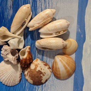 Beach Seashells - Natural Shells, Ocean Seashells,Craft Aquarium Sea Decor, Gifts, Handicrafts,Jewelry Shells