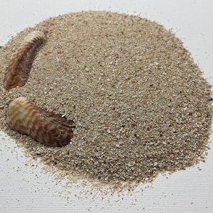 May include: A close-up of a pile of sand with two seashells. The sand is a light tan colour, and the seashells are brown and white with a striped pattern. The image is set against a white background.