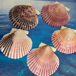 Florida Seashells: Natural Beach Shells for Crafts, Decor - Set of 5