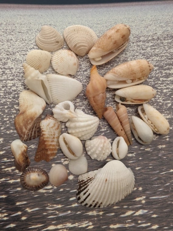 Beach Seashells Natural Shells. Ocean Seashells. Craft Aquarium Sea Decor.  Gifts. Handicrafts. Jewelry Shells.mixed Seashells 