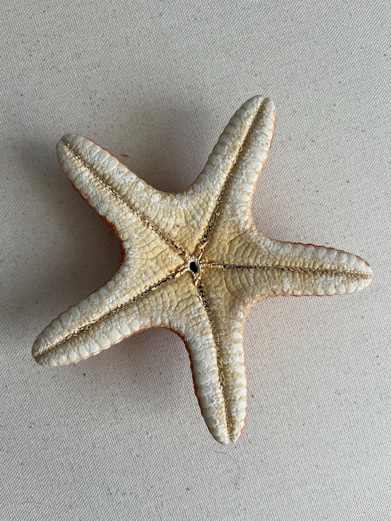 Starfish Running Large Natural Orange Starfish: Beach Decor (14cm) - Etsy