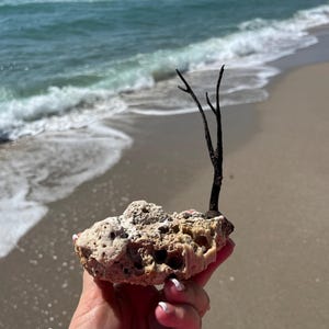 2 pezzi di corallo naturale, spiaggia della Florida. Decorazioni costiere da spiaggia, tesori marini naturali, spugne oceaniche assortite e pezzi di corallo.