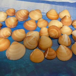 Beach Seashells - Natural Shells, Ocean Seashells,Craft Aquarium Sea Decor, Gifts, Handicrafts,Jewelry Shells