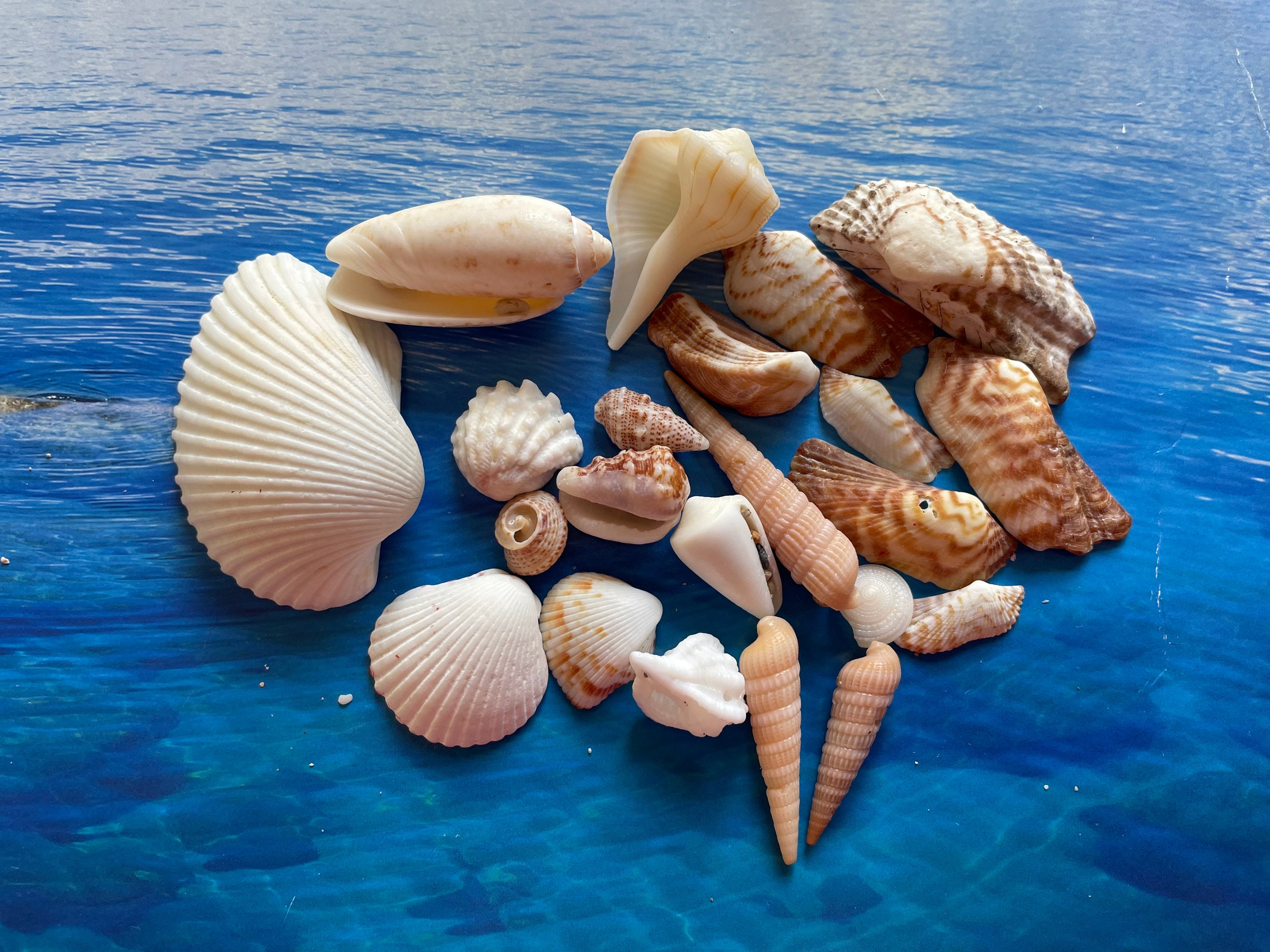 5-teiliges Deko-Set Aus Terracotta – Muscheln, Seepferd & Seestern Für Garten, Teich Oder Aquarium
