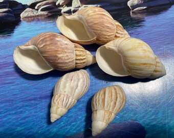 Seashells for Crafts, Seashells Crafts, Sea Shells for Crafts, Craft Shells,  Shell Decorations, Seashells Art, Seashell Decor 