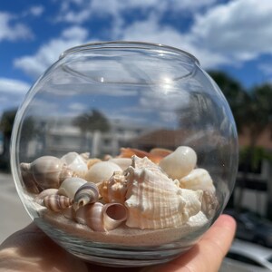 Peut inclure: Un bocal en verre rempli de sable et de coquillages. Les coquillages sont de différentes tailles et couleurs, notamment blanc, brun et rose. Le bocal est posé sur une main.