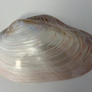 Giant Mother of Pearl Seashell: Polished Venus Clam Shell, Coastal Decor