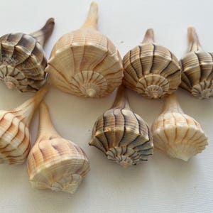 Set 8 pcs.  Atlantic Whelk Sea Shell . Ocean shells. Decor for marine aquariums, interiors, shell showcases. shells for home, large shells.