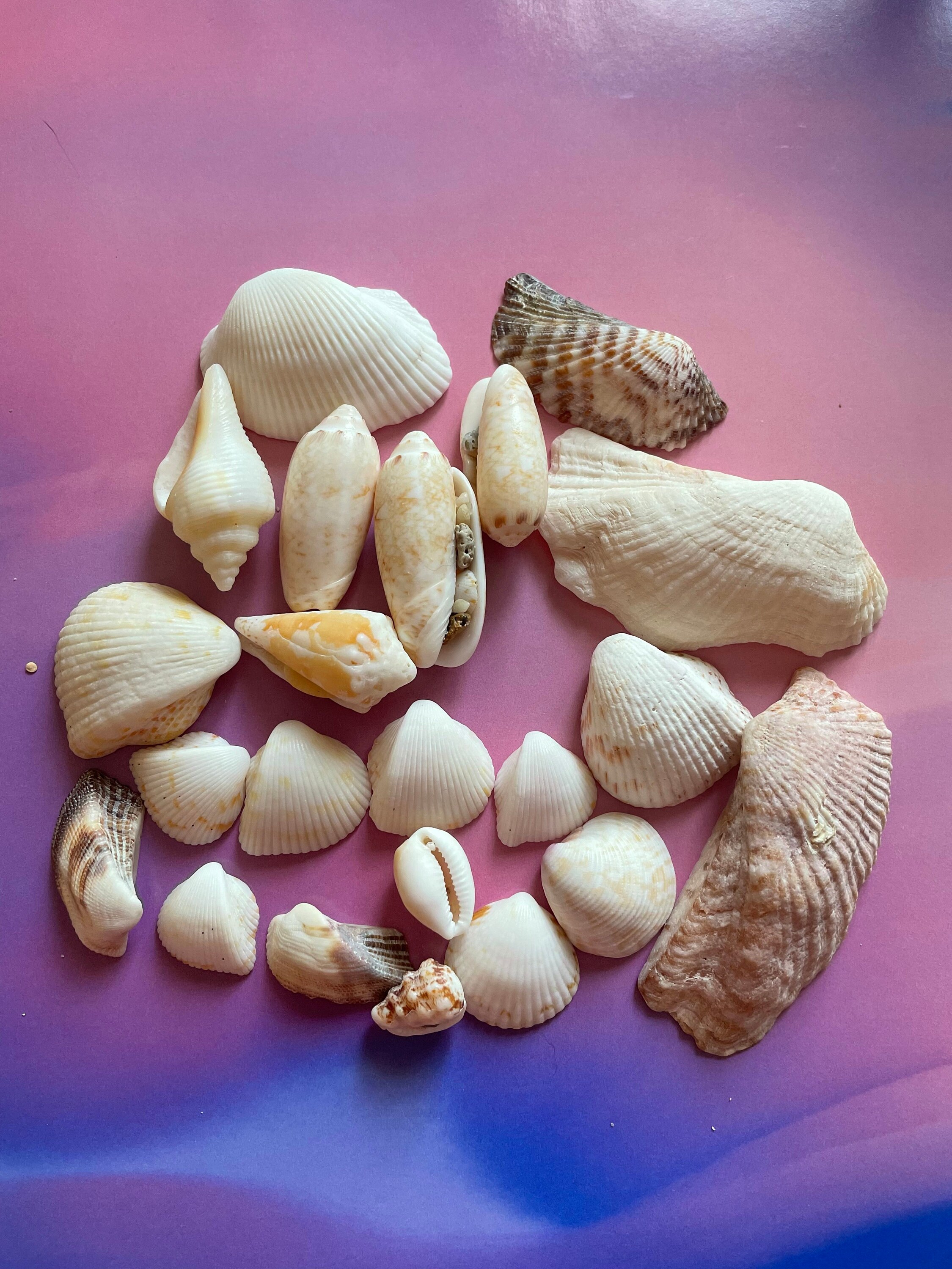 Beach Seashells - Natural Shells, Ocean Seashells,Craft Aquarium Sea Decor,  Gifts, Handicrafts,Jewelry Shells