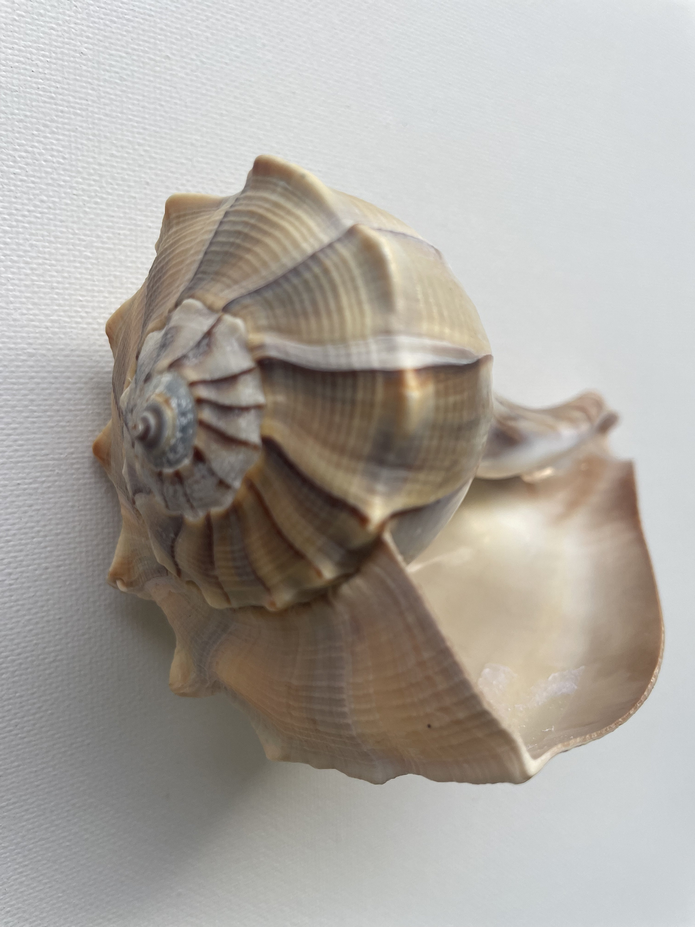 Atlantic Whelks Sea Shell Ocean Shells. Beach Shells. Decor for Marine
