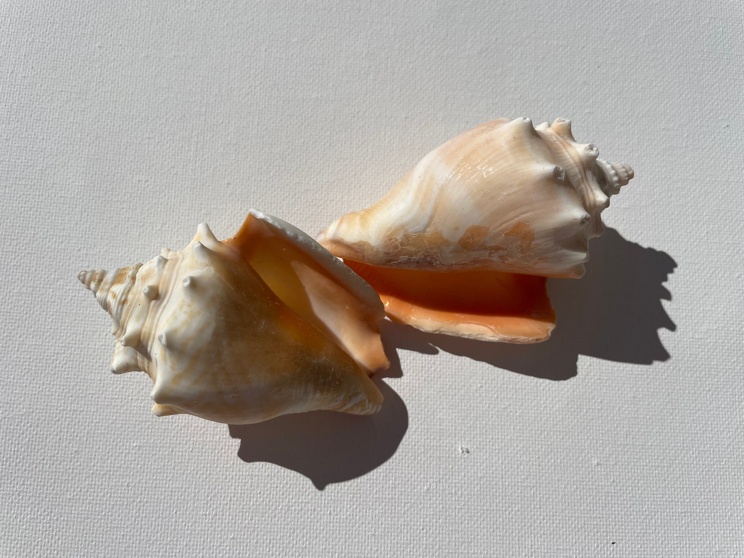 Ocean Shells. Beach Shells. Marine Aquarium Decor, Jewelry Shells, Interior  Decor, Shells for Handicrafts. 